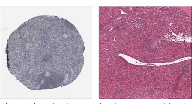 Figure 3 for Semi-Supervised Segmentation of Functional Tissue Units at the Cellular Level