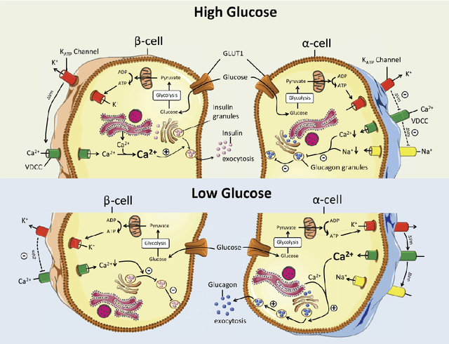 Figure 3 for Glucagon and insulin production in pancreatic cells modeled using Petri nets and Boolean networks