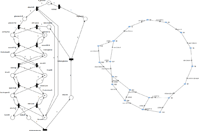 Figure 4 for Glucagon and insulin production in pancreatic cells modeled using Petri nets and Boolean networks