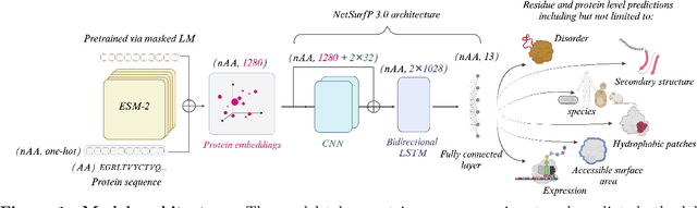 Figure 1 for PatchProt: Hydrophobic patch prediction using protein foundation models