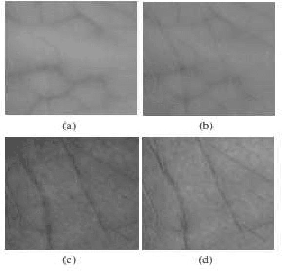 Figure 2 for Multispectral palmprint recognition based on three descriptors: LBP, Shift LBP, and Multi Shift LBP with LDA classifier