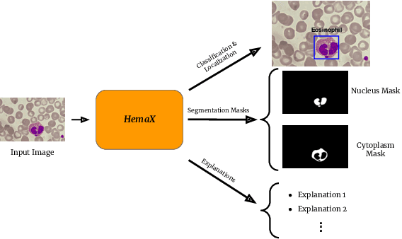 Figure 1 for Pathologist-Like Explanations Unveiled: an Explainable Deep Learning System for White Blood Cell Classification
