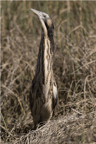 Figure 1 for Perch 2.0: The Bittern Lesson for Bioacoustics