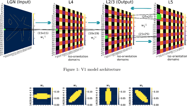 Figure 1 for An anatomy-based V1 model: Extraction of Low-level Features, Reduction of distortion and a V1-inspired SOM