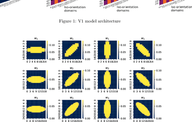 Figure 3 for An anatomy-based V1 model: Extraction of Low-level Features, Reduction of distortion and a V1-inspired SOM
