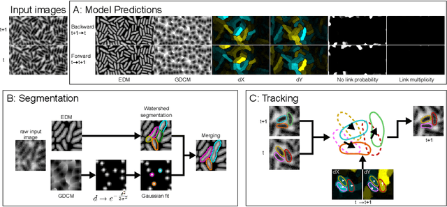 Figure 1 for DistNet2D: Leveraging long-range temporal information for efficient segmentation and tracking