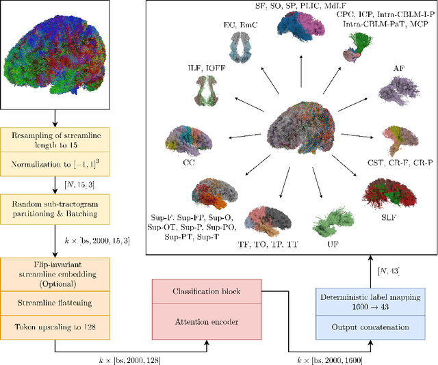 Figure 1 for Global Context Is All You Need for Parallel Efficient Tractography Parcellation