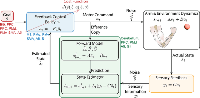Figure 3 for Embodied sensorimotor control: computational modeling of the neural control of movement
