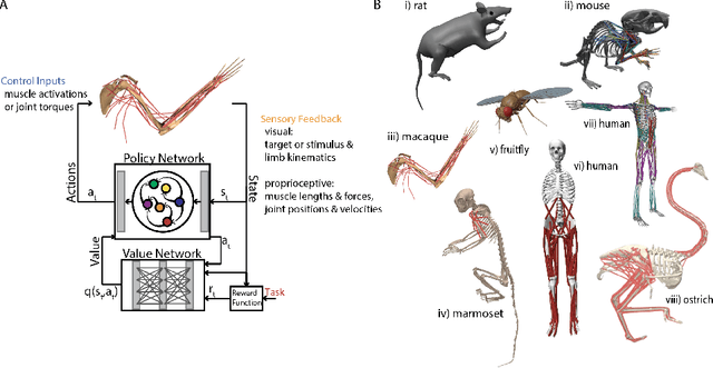 Figure 4 for Embodied sensorimotor control: computational modeling of the neural control of movement