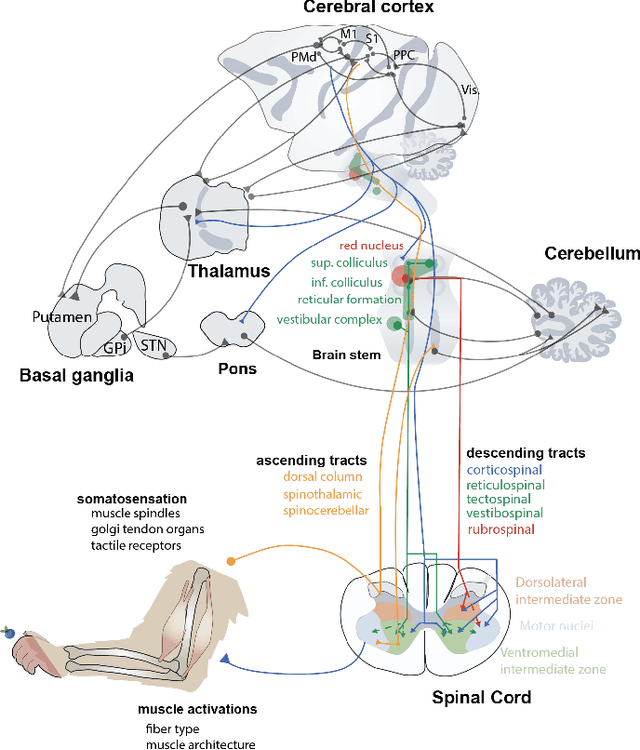 Figure 1 for Embodied sensorimotor control: computational modeling of the neural control of movement