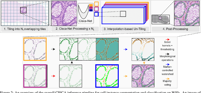 Figure 2 for CISCA and CytoDArk0: a Cell Instance Segmentation and Classification method for histo(patho)logical image Analyses and a new, open, Nissl-stained dataset for brain cytoarchitecture studies