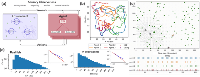 Figure 1 for Understanding Electro-communication and Electro-sensing in Weakly Electric Fish using Multi-Agent Deep Reinforcement Learning