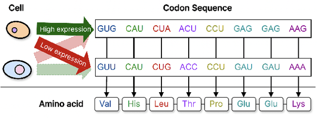 Figure 1 for CodonMPNN for Organism Specific and Codon Optimal Inverse Folding