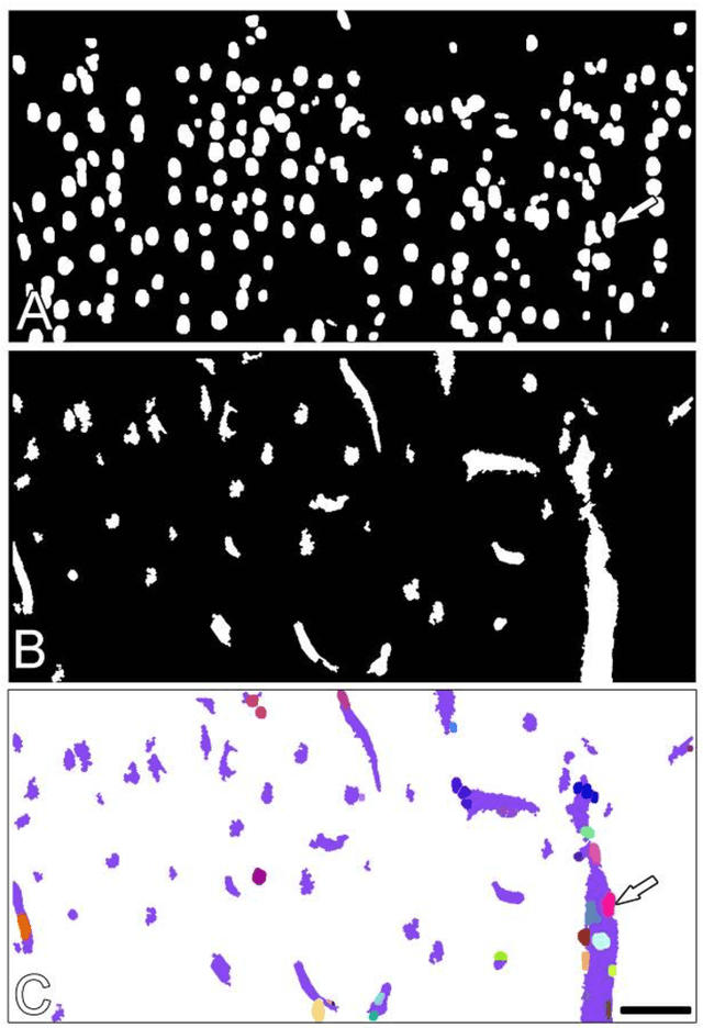 Figure 4 for 3D Segmentation of Neuronal Nuclei and Cell-Type Identification using Multi-channel Information