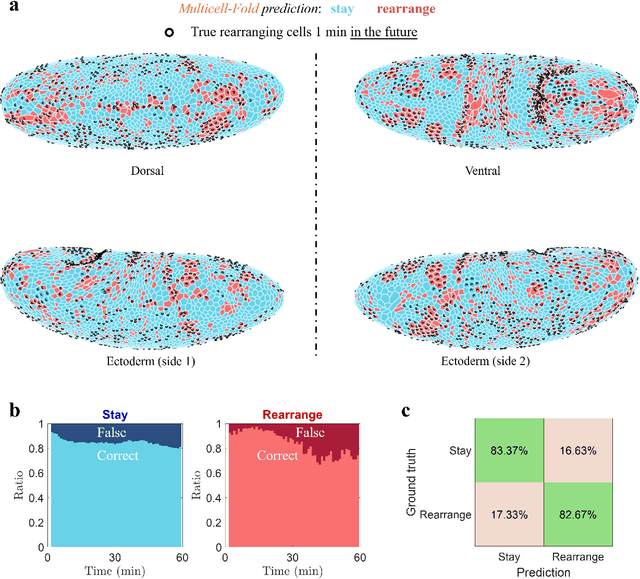 Figure 3 for Multicell-Fold: geometric learning in folding multicellular life