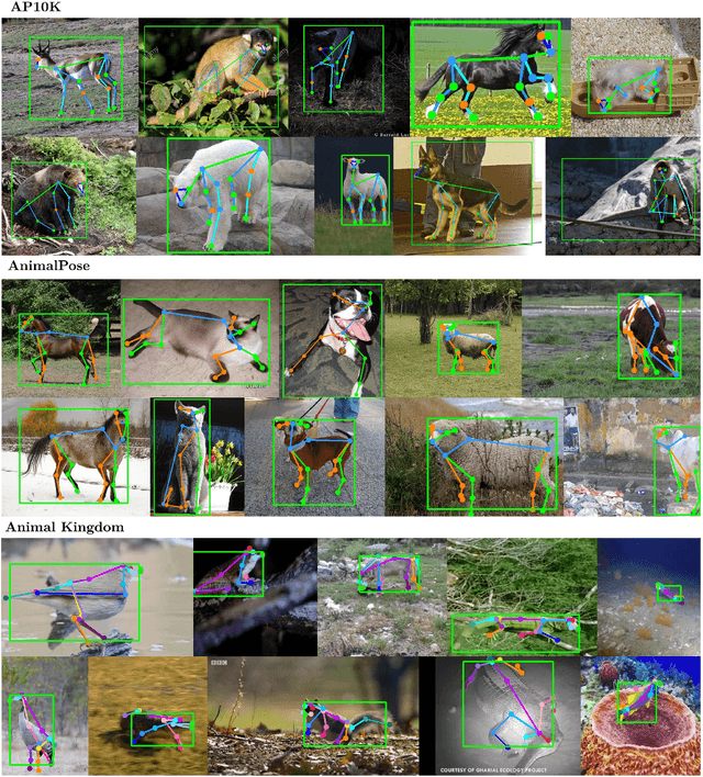 Figure 3 for DiffPose-Animal: A Language-Conditioned Diffusion Framework for Animal Pose Estimation