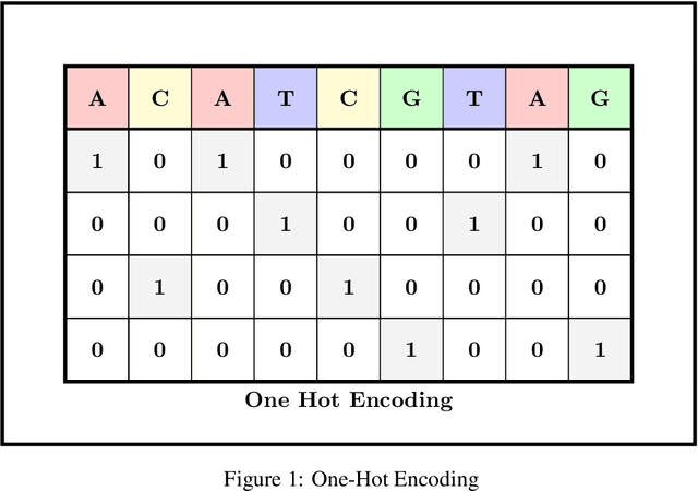 Figure 1 for GCBLANE: A graph-enhanced convolutional BiLSTM attention network for improved transcription factor binding site prediction