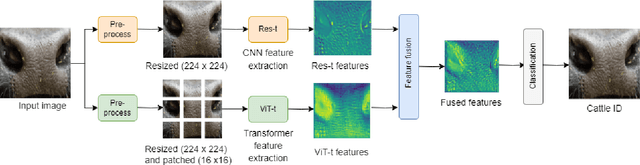 Figure 1 for MHAFF: Multi-Head Attention Feature Fusion of CNN and Transformer for Cattle Identification