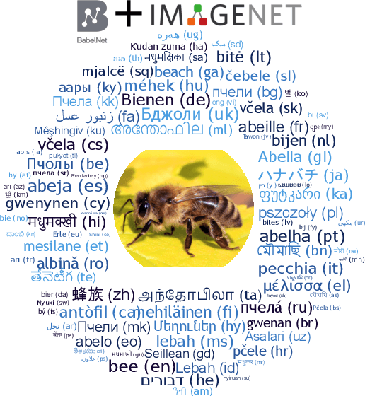 Figure 1 for Babel-ImageNet: Massively Multilingual Evaluation of Vision-and-Language Representations