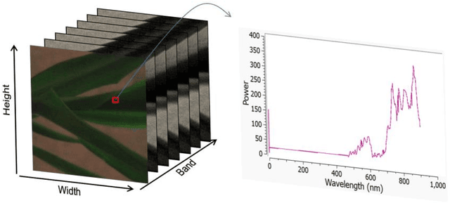 Figure 1 for Determining Mosaic Resilience in Sugarcane Plants using Hyperspectral Images