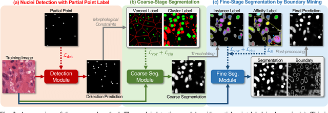 Figure 4 for BoNuS: Boundary Mining for Nuclei Segmentation with Partial Point Labels