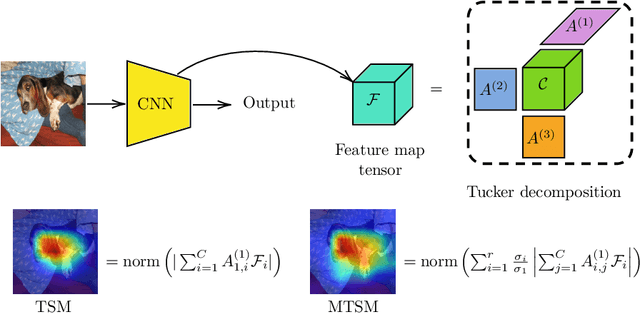 Figure 1 for CNN Explainability with Multivector Tucker Saliency Maps for Self-Supervised Models