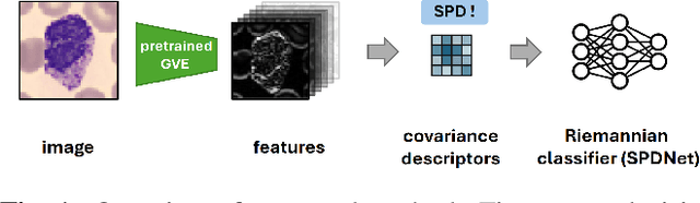 Figure 1 for Covariance Descriptors Meet General Vision Encoders: Riemannian Deep Learning for Medical Image Classification