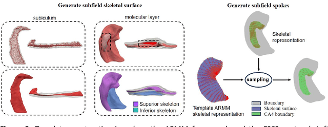 Figure 3 for HippMetric: A skeletal-representation-based framework for cross-sectional and longitudinal hippocampal substructural morphometry