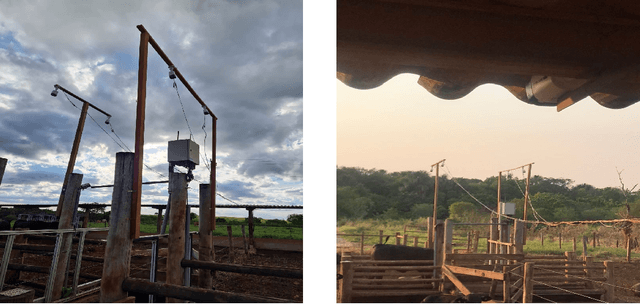 Figure 1 for Exploring Cluster Analysis in Nelore Cattle Visual Score Attribution