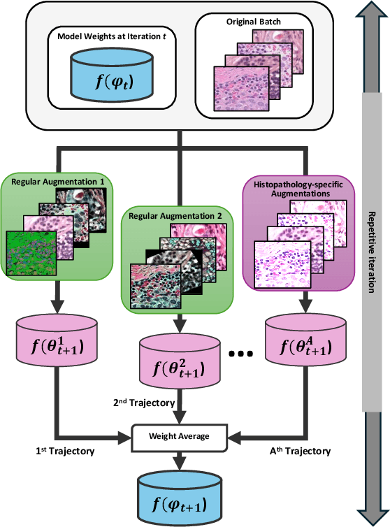 Figure 1 for PathoWAve: A Deep Learning-based Weight Averaging Method for Improving Domain Generalization in Histopathology Images