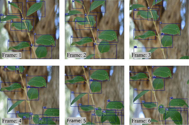 Figure 2 for Plant Doctor: A hybrid machine learning and image segmentation software to quantify plant damage in video footage