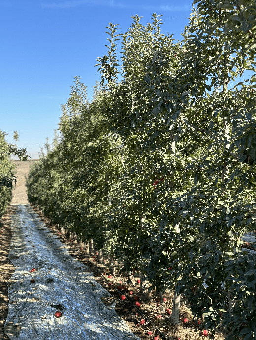 Figure 1 for Machine Vision Based Assessment of Fall Color Changes in Apple Trees: Exploring Relationship with Leaf Nitrogen Concentration