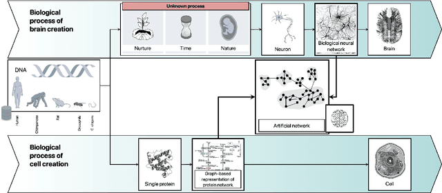 Figure 3 for Protein pathways as a catalyst to directed evolution of the topology of artificial neural networks