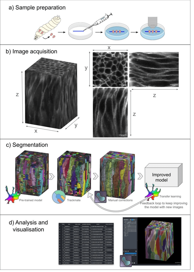Figure 1 for Single cell resolution 3D imaging and segmentation within intact live tissues