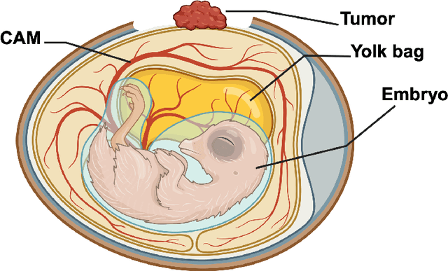 Figure 1 for The CAM Model: An in vivo Testbed for Molecular Communication Systems