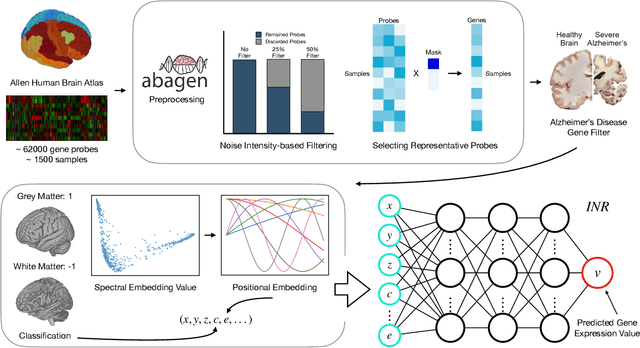 Figure 1 for Brain-wide interpolation and conditioning of gene expression in the human brain using Implicit Neural Representations