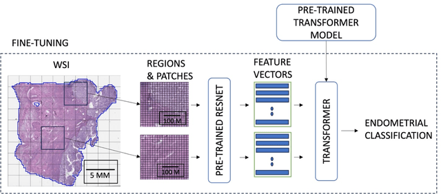 Figure 2 for Vision Transformer-Based Deep Learning for Histologic Classification of Endometrial Cancer