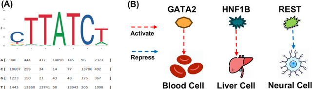Figure 1 for Regulatory DNA sequence Design with Reinforcement Learning