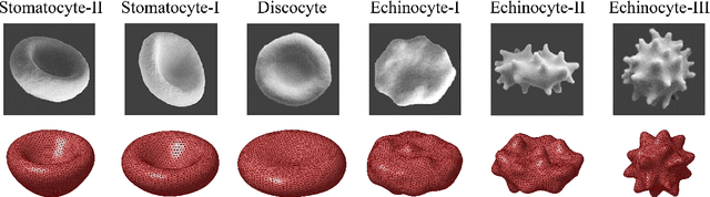Figure 1 for Reconstruction of three-dimensional shapes of normal and disease-related erythrocytes from partial observations using multi-fidelity neural networks