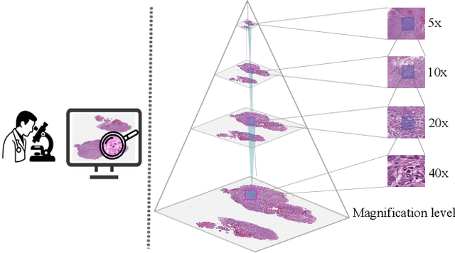 Figure 1 for Learning from the Right Patches: A Two-Stage Wavelet-Driven Masked Autoencoder for Histopathology Representation Learning