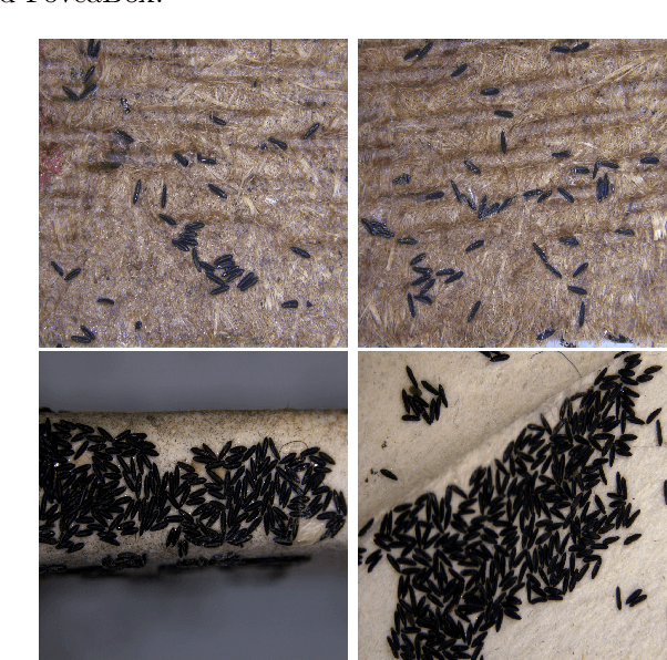 Figure 1 for Aedes aegypti Egg Counting with Neural Networks for Object Detection