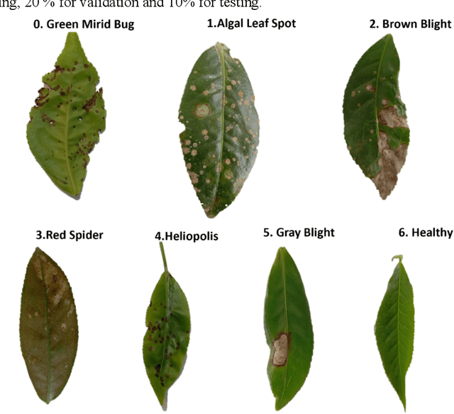 Figure 2 for Enhancing Tea Leaf Disease Recognition with Attention Mechanisms and Grad-CAM Visualization