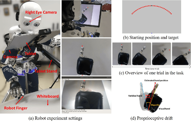 Figure 3 for Brain-inspired bodily self-perception model that replicates the rubber hand illusion