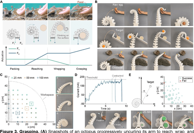 Figure 3 for Bioinspired Soft Spiral Robots for Versatile Grasping and Manipulation