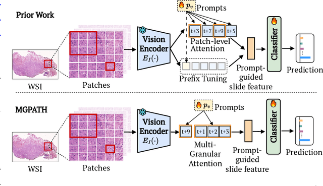 Figure 1 for MGPATH: Vision-Language Model with Multi-Granular Prompt Learning for Few-Shot WSI Classification