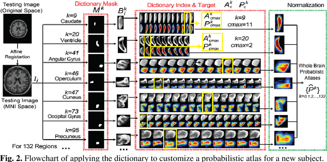Figure 3 for Data-driven Probabilistic Atlases Capture Whole-brain Individual Variation