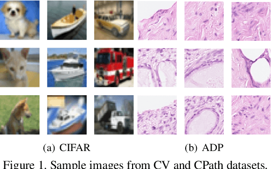 Figure 1 for Probeable DARTS with Application to Computational Pathology