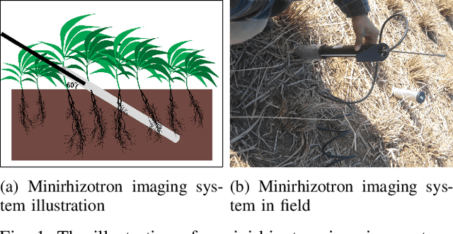 Figure 1 for Root Identification in Minirhizotron Imagery with Multiple Instance Learning