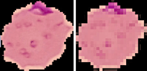 Figure 2 for Training Deep Networks from Zero to Hero: avoiding pitfalls and going beyond