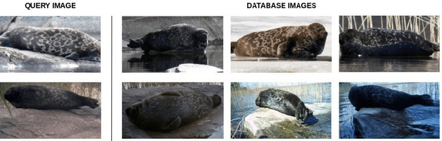 Figure 1 for SealID: Saimaa ringed seal re-identification dataset